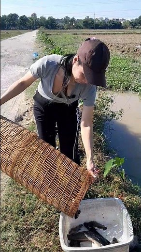 Girl Fishing in Vietnam – Checking🇻🇳🎣#Fishing#VietnamFishing#RuralLife #TraditionalFishing#FishTrap