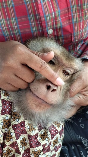 Super SokYaa,OG, ToTo Animals Are So Awesome #shorts