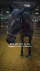 I THOUGHT HE WAS ANCIENT.. When we pulled Barnabas in August of 2025, I genuinely believed he was an extremely old horse. That’s how bad he looked. He was painfully thin. He was sick. His back legs were massively swollen. He was tagged to ship to Mexico. We fundraised quickly and got him out of the pipeline, then I sent him straight to the vet hospital. The swelling in his legs scared me. I was truly worried they were failing him and that we were running out of time. In reality, the truth was th