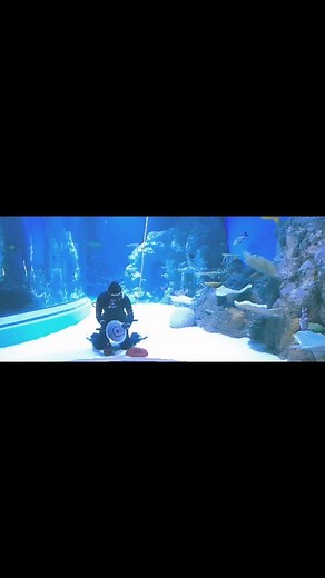37 reactions | @cairns_aquarium using The Nemo Hull Cleaner. The hull cleaner comes with two 12-inch brushes, a soft one and a hard one #hullcleanerbrush #nemopowertools #aquariumcleaning #aquariummaintenance #nemohullcleaner #yachtcleaning | Nemo Power Tools | Facebook