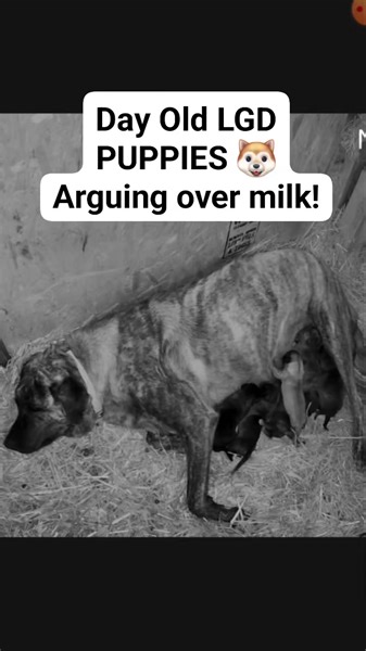 Day old LGD PUPPIES arguing over milk. This is the cutest thing. 🥰 #puppy #puppies #dog #LGD #babies #cute #love | Hidden Heights Farm