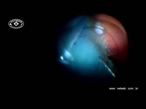 Dog Retinal Reattachment surgery