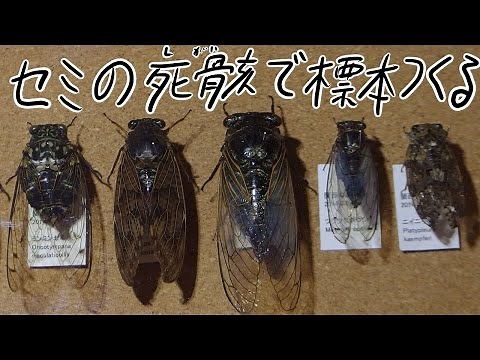 拾ったセミの死骸から昆虫標本を作る Way of making an insect specimen using a dead body of the cicada picked up