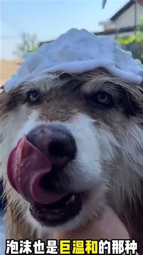 I Never Knew Why Big Dogs Hate Bathing So Much – The Real Reason Will Surprise You!