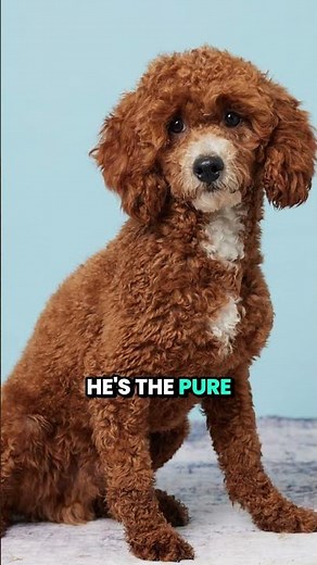 Why Choose an F1B Cavapoo? 🐩 Meet Alto & Allison! ✨ | Georgia Dog Club