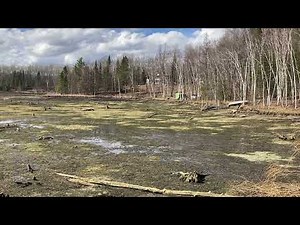 'The lake is gone:' Small dam fails in Alcona County