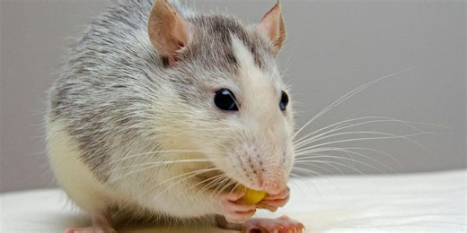 Mouse with two male parents first to reach adulthood in scientific milestone