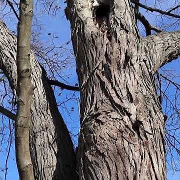 Shagbark Hickory- LPVP Tree ID Series #1