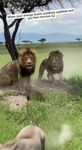 WARTHOG VS LION 🦁 FUNNY MOMENTS 😂