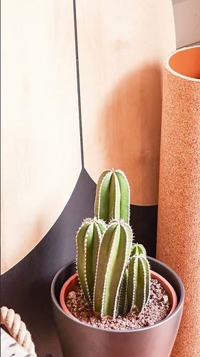 Mache deine Gartenlaube zur Gartenbar! 🎉 #shorts