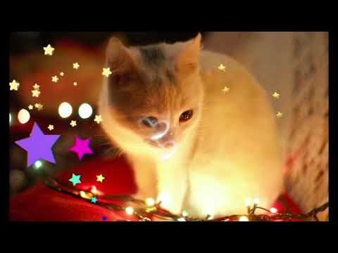 Lost Cat Subliminal 🐾 | Calm the Owner, Stay Positive During the Search