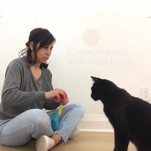 8.2K views · 193 reactions | Teach Your Cat To Fist Bump  Hundreds of cats have learned to fist bump with our fun and easy methods. Your cat can too! | Cat School Cat Training | Facebook