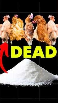Why Salt Is The SECRET Weapon In Layer Chickens
