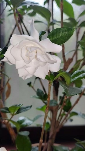 【クチナシの花言葉】＃花言葉「とても幸せです」「喜びを運ぶ」「洗練」「優雅」#クチナシ