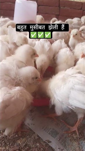 Day 6 📈📈📈 growing tricks #murgifarming #farming #roosterfarm #sonalimurgipalan #pigeon #sonalichicks