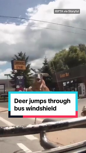 A deer jumped through the windshield of a moving bus in Rhode Island on Monday, shattering it and injuring three of the bus' six passengers. The deer died on the bus. #news #RhodeIsland #deer #bus