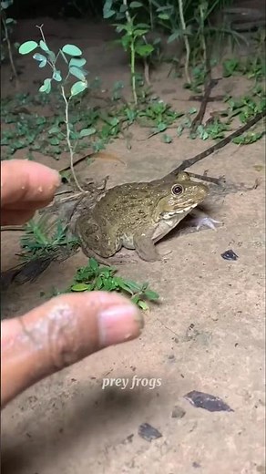 Boing catch frogs funny |froggy catchfunny wep wep |funny froggy#shorts