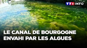 La circulation fluviale en France est perturbée par des algues qui envahissent les cours d’eau. Sur le canal de Bourgogne, la navigation tourne au ralenti. Le risque ? Abîmer sérieusement les moteurs. | TF1 INFO