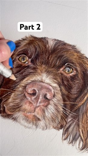 Part 2 - drawing two cute spaniels! #petportrait #petart