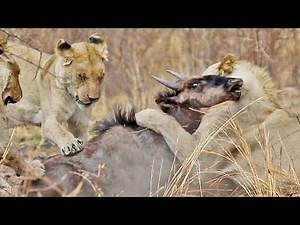 Wildebeest Escapes Twice From Distracted Lions