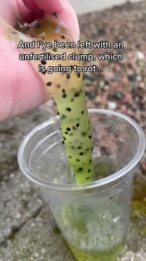 Baby Frogs on TikTok