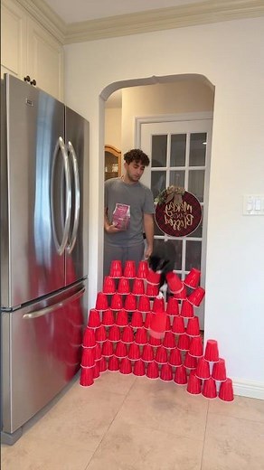 How high can a cat jump…