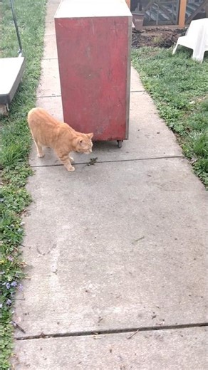 Thomas checking out vintage 1960s snap-on tool box #cat #shorts