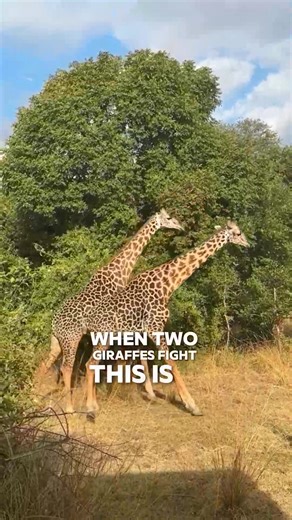 When two giraffes are fighting_GGS_CUT | Laurel Bravo | Facebook