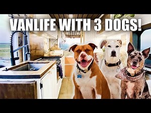 Vanlife morning routine (LIVING WITH 3 DOGS!)