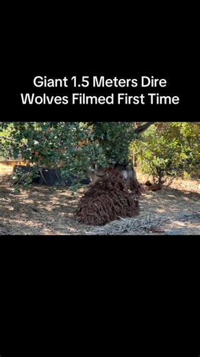 Igor Kryan on Instagram: "Giant 1.5 Meters Dire Wolves Filmed First Time #igorkryan #direwolf #giantwolf #direwolves"