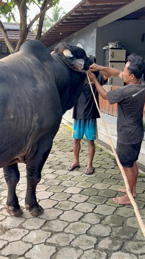6.7K views · 86 reactions | Sapi raksasa tali lepas #sapi #cow #bull | Revan Dolan Kandang | Facebook