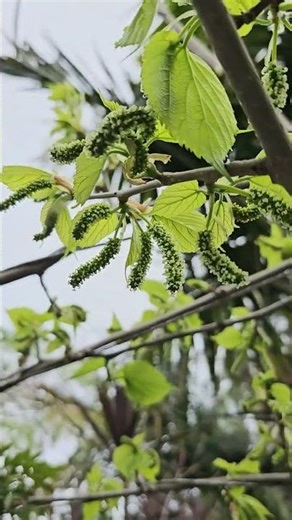 Female Mulberry Blossoms / Catkins #plants #garden #flowers#nature#mulberry #tree