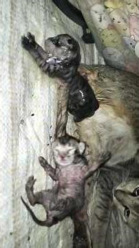 Cat giving birth to her child