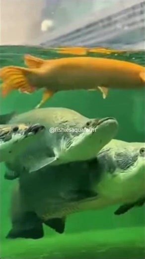 Alligator Gar vs. Aquarium Ruler King Arapaima #arapaimafish #alligatorgar #shorts