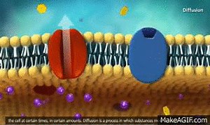 passive transport on Make a GIF