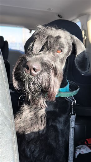 Sun-Kissed Moments with Coin the Giant Schnauzer