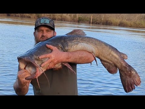 Catching LOUISIANA River MONSTER Flathead Catfish In A HOOP NET!!! (Once In A Lifetime GIANT Fish)