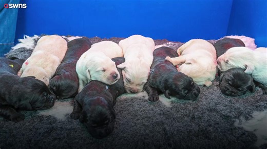 A gorgeous new year has begun for Guide Dogs with the first puppies of 2026 born at a volunteer’s home near Kidderminster 🐶💛 Ten healthy pups arrived on January 7, with proud first-time mum Tabitha and dad Harris already having sired 18 litters before. The little ones are the first of more than 1,200 Guide Dogs puppies expected this year. Their journey to becoming life-changing guide dogs has officially begun! | The Kidderminster Shuttle