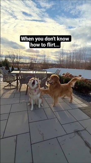 When you don't know how to flirt...