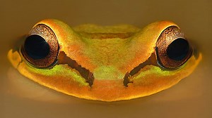 Tiny frog causes chaos in woman's car