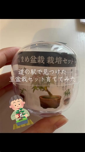 奈良の道の駅で見つけた まめ盆栽 栽培セット！ ときめいてしまって即購入。 三日坊主な私ですが...大きくなるまで育ててみたいと思います！！ #盆栽 #赤松 #豆盆栽 #植物 #成長記録