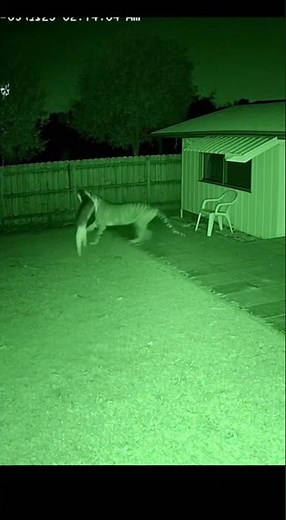 Security Camera Captures Ghost Tiger Attack and Unexpected Hero 😱🐾