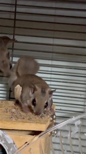 6.1K views · 661 reactions | Here's an update on the precious flying...