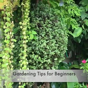 764K views · 2.3K reactions | Join us for Gardening Tips, DIY, Home Decor Ideas, Fairy Garden, Terrarium Tutorials & more | Backyard Gardening | Facebook