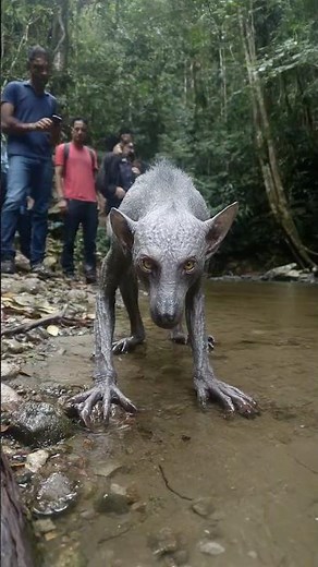 Hiker Captures Elusive Chupacabra in Brazilian Jungle on Phone Camera