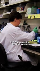 The third step of DNA fingerprinting. | IFLScience