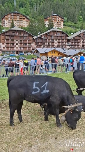 COMBAT DES REINES... Au Corbier (Savoie-France) le 1er juin 2025 ! Un combat de vaches de race d’hérens. À noter que pour elles, le combat est naturel et sans danger. Reportage : Amandine et Alain Louage. | La Place du Village