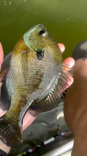Couple panfish out the lake on an UL setup 🎣 🔥 #fishing #fypシ #ultralightfishing #microfishing #panfish | David DavetheNomad Reed