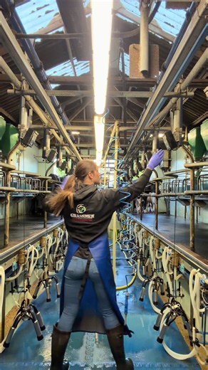 Morning Milking Routine with Dairy Cows