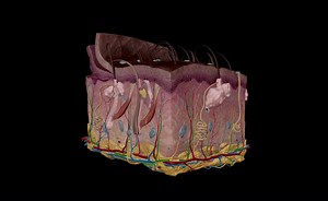 Shampooing, conditioning, curling, straightening, trimming, coloring, shaving, plucking, waxing… it can take a lot of effort to groom the hair on one’s head and body. But how much do you know about the anatomy of hair? What is it made of? How does it grow? How does it get its color? Find out at Visible Body Blog: https://hubs.ly/Q02_Zzs30 | Visible Body